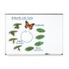 Magnetic Butterfly Life Cycyle