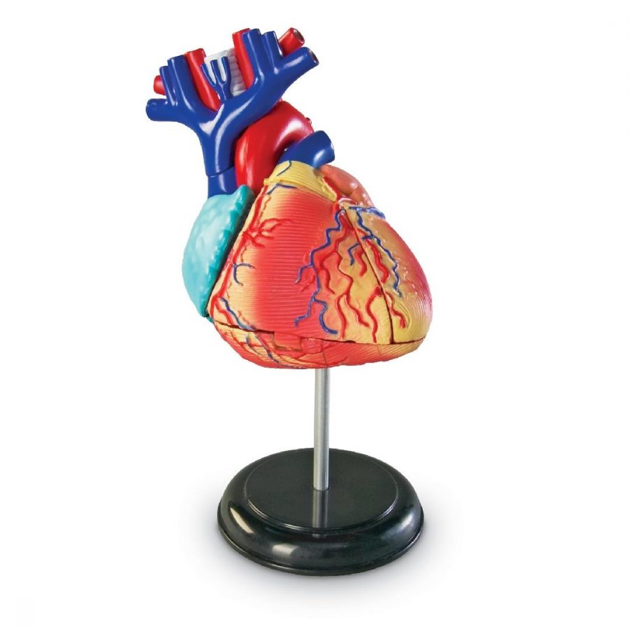 Heart Anatomy Model