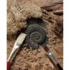 Discovery Stones - Fossils - Image 3