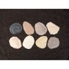 Discovery Stones - Fossils - Image 2